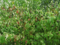Preview: Cornus sanguinea - Roter Hartriegel