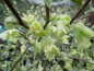 Preview: Corylopsis pauciflora - Niedrige Scheinhasel