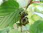 Preview: Corylopsis spicata - Ährige Scheinhasel