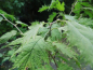 Preview: Corylus avellana "Quercifolia" - Eichenblättrige Haselnuß