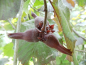 Preview: Corylus maxima "Purpurea" - Rotlaubige Haselnuß