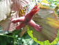 Preview: Corylus maxima "Purpurea" - Rotlaubige Haselnuß