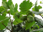 Preview: Corylus maxima x avellana "Bolivijski" - Großfruchtige Haselnuß