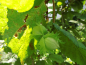Preview: Corylus maxima x avellana "Katalonski" - Großfruchtige Haselnuß