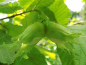 Preview: Corylus maxima x avellana "Nottinghams Frühe" - Großfruchtige Haselnuß