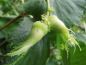 Preview: Corylus maxima x avellana "Pearson`s Prolific" - Großfruchtige Haselnuß
