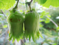 Preview: Corylus maxima x avellana "Wunder aus Bollweiler" - Großfruchtige Haselnuß
