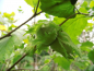 Preview: Corylus maxima x avellana "Wunder aus Bollweiler" - Großfruchtige Haselnuß