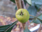 Preview: Crataegus punctata "Aurea" - Gelbfruchtiger Weißdorn