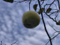 Preview: Cydonia oblonga var. maliformis - Apfelquitte
