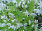 Preview: Deutzia gracilis - Zierliche Deutzie