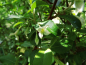 Preview: Elaeagnus multiflora - Vielblütige Ölweide