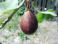 Preview: Ficus carica "Brown Turkey" - Echter Feigenbaum
