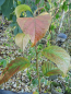 Preview: Halesia carolina var. monticola - Großer Schneeglöckchenbaum