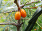 Preview: Hippophae rhamnoides "Habego"(S) "Orange Energy" - Sanddorn weiblich