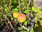 Preview: Malus domestica "Goldparmäne" - Apfel