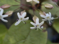 Preview: Clerodendrum trichotomum var. fargesii - Japanischer Losbaum