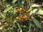 Preview: Sorbus arnoldiana "Schouten" - Eberesche-Hybride