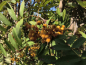 Preview: Sorbus arnoldiana "Schouten" - Eberesche-Hybride