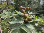 Preview: Sorbus meinichii - Nordische Eberesche