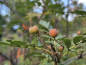 Preview: Sorbus meinichii - Nordische Eberesche