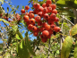 Preview: Sorbus aucuparia "Nevezhinskaja" - Edel-Eberesche