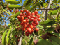 Preview: Sorbus aucuparia "Nevezhinskaja" - Edel-Eberesche