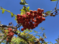 Preview: Sorbus aucuparia "Moravskaja Krupnoplodnaja" - Edel-Eberesche