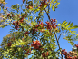 Preview: Sorbus aucuparia "Moravskaja Krupnoplodnaja" - Edel-Eberesche