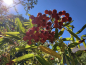 Preview: Sorbus aucuparia "Kubowaja" - Edel-Eberesche