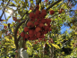Preview: Sorbus aucuparia "Kubowaja" - Edel-Eberesche