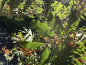 Preview: Sorbus aucuparia "Laciniata" - Eberesche
