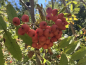 Preview: Sorbus aucuparia "Krasnaja" - Edel-Eberesche