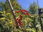 Preview: Sorbus arnoldiana "Vermillon" - Eberesche-Hybride