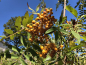 Preview: Sorbus arnoldiana "Schouten" - Eberesche-Hybride