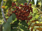 Preview: Sorbus americana - Amerikanische Eberesche
