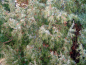 Preview: Juniperus communis - Gemeiner Wacholder