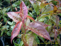 Preview: Leucothoe fontanesiana "Rainbow" - Traubenheide