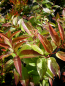 Preview: Leucothoe fontanesiana "Rainbow" - Traubenheide