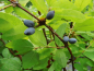 Preview: Lonicera caerulea - Blaue Heckenkirsche
