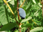 Preview: Lonicera caerulea kamtschatica "Atut" - Sibirische Blaubeere