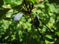 Preview: Lonicera caerulea kamtschatica "Bakczarskaja" - Sibirische Blaubeere