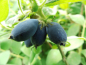 Preview: Lonicera caerulea kamtschatica "Blue Velvet"® - Sibirische Blaubeere