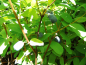 Preview: Lonicera caerulea kamtschatica "Boreal Beauty"(PBR) - Sibirische Blaubeere