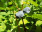 Preview: Lonicera caerulea kamtschatica "Boreal Beauty"(PBR) - Sibirische Blaubeere