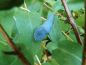 Preview: Lonicera caerulea kamtschatica "Docz` Velikana"(S) - Sibirische Blaubeere