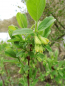 Preview: Lonicera caerulea kamtschatica "Honey Bee"(S) - Sibirische Blaubeere