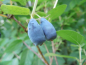Preview: Lonicera caerulea kamtschatica "KRZ 3 Watra" - Sibirische Blaubeere