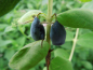 Preview: Lonicera caerulea kamtschatica "KRZ 3 Watra" - Sibirische Blaubeere