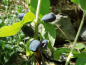 Preview: Lonicera caerulea kamtschatica "Kalinka"® - Sibirische Blaubeere